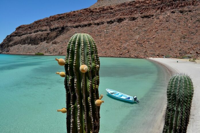 A cactus in the desert of Baja California Sur near a beach with a small boat