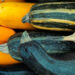 Mexican squash plants