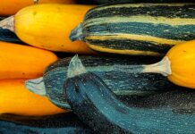 Mexican squash plants