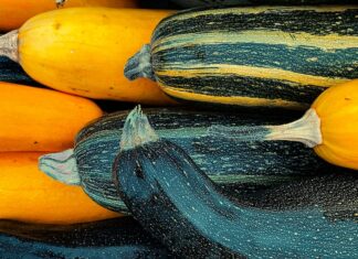 Mexican squash plants