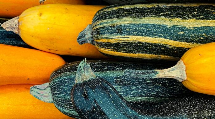 Mexican squash plants
