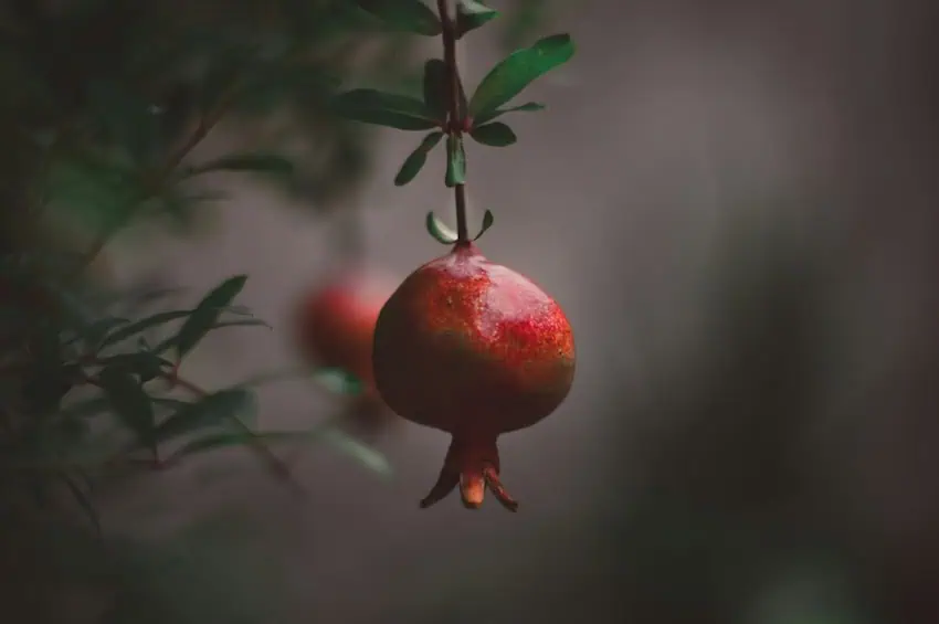 A pomegranate on a tree