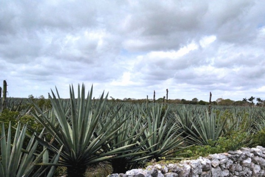 Henequén in Mexico