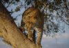 a jaguar in a tree