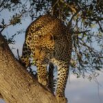 a jaguar in a tree