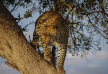 a jaguar in a tree