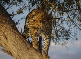 a jaguar in a tree