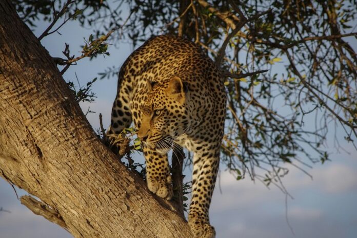 a jaguar in a tree