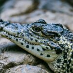 a crocodile
