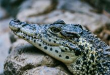 a crocodile