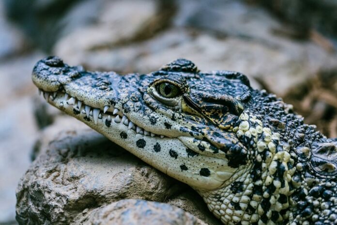 a crocodile