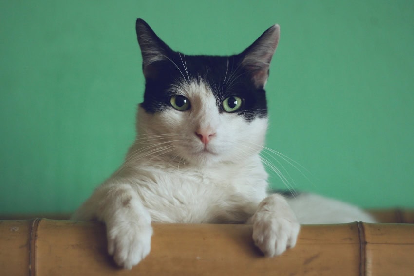 A cat deserves a good name.