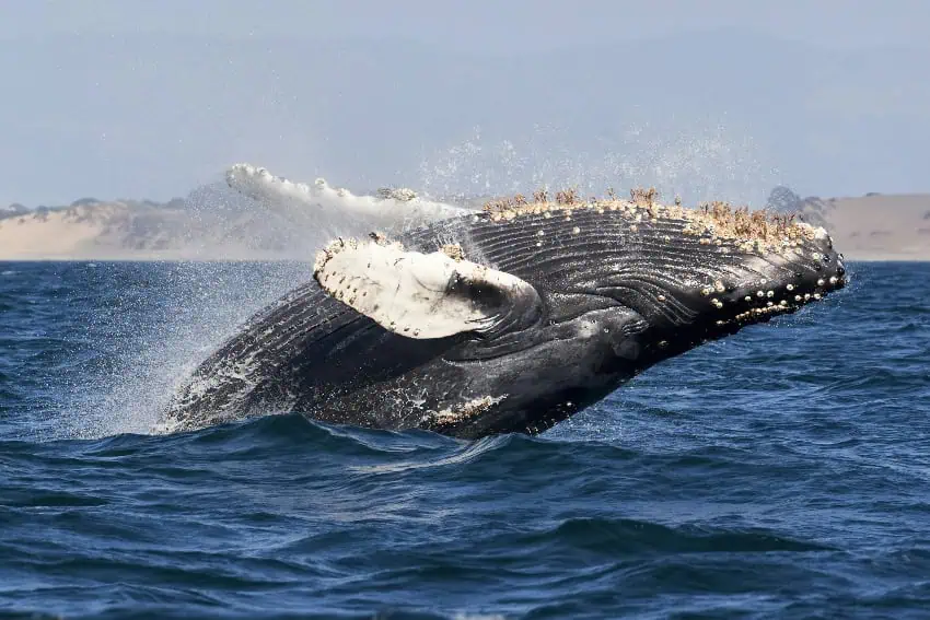 humpback whale in Baja
