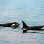 orca