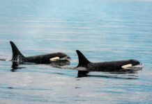 orca
