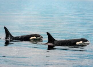 orca