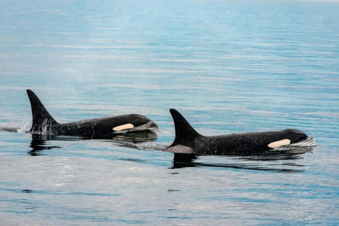 orca