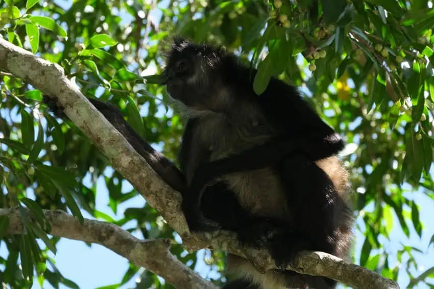 Monkey in tree