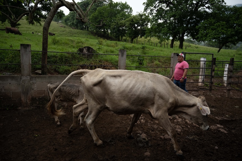cow in Chiapas