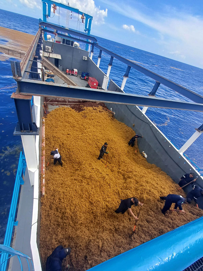 A ship filled with massive quanitities of sargassum. Sailors stand on top of the mountains of brown seaweed with rakes