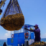 A Mexican Navy sailor on a ship guides a crane bearing a load of sargassum seaweed