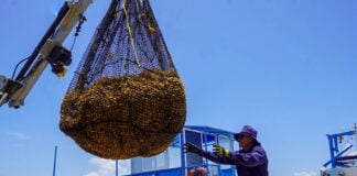 A Mexican Navy sailor on a ship guides a crane bearing a load of sargassum seaweed