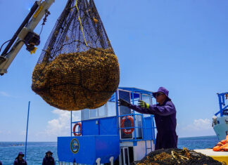 A Mexican Navy sailor on a ship guides a crane bearing a load of sargassum seaweed