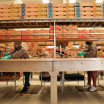 Tomato packers in Zacatecas grab tomatoes off a conveyor belt and pack them in boxes