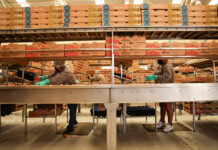 Tomato packers in Zacatecas grab tomatoes off a conveyor belt and pack them in boxes
