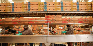 Tomato packers in Zacatecas grab tomatoes off a conveyor belt and pack them in boxes