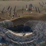 washed up gray whale in Tijuana