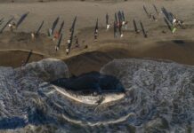 washed up gray whale in Tijuana