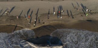 washed up gray whale in Tijuana