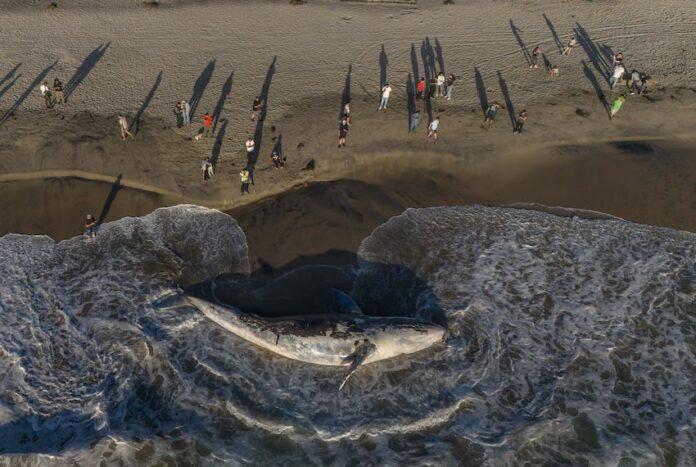 washed up gray whale in Tijuana