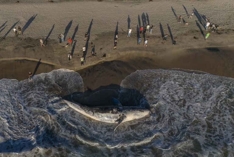 92 gray whales have washed up dead in Baja California Sur, the worst die-off in decades