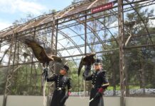 Two cadets from the Heroic Military College pose alongside two golden eagles, which are cared for by Mexico's military.