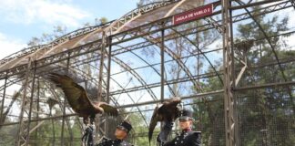 Two cadets from the Heroic Military College pose alongside two golden eagles, which are cared for by Mexico's military.