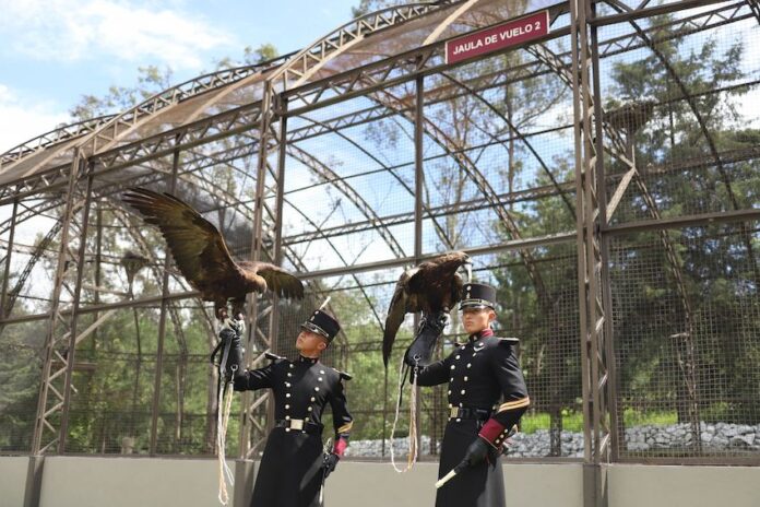 Two cadets from the Heroic Military College pose alongside two golden eagles, which are cared for by Mexico's military.