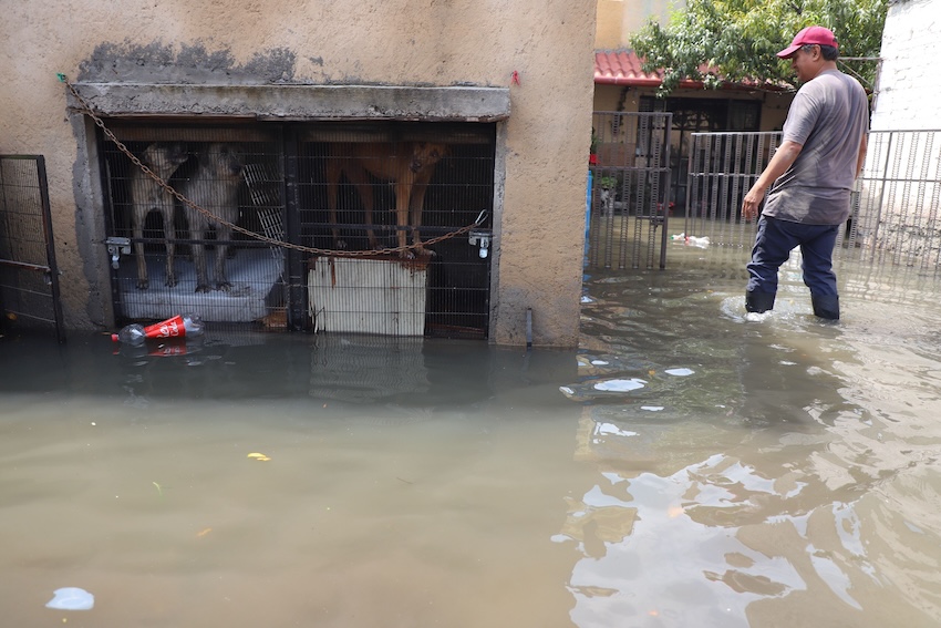 flooded home in Iztapalapa, Mexico City, with dogs