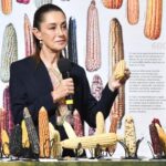 Sheinbaum holding corn
