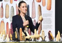 Sheinbaum holding corn