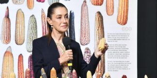 Sheinbaum holding corn