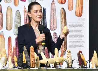 Sheinbaum holding corn