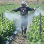 man spraying crops