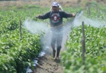 man spraying crops