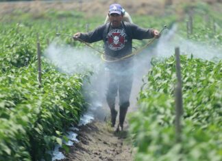 man spraying crops