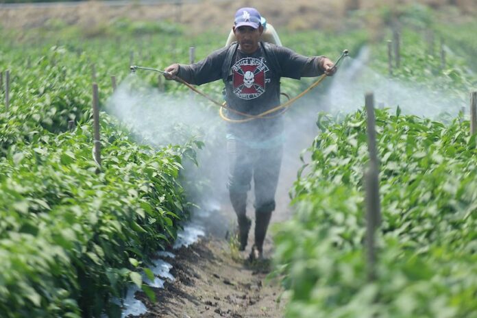 man spraying crops