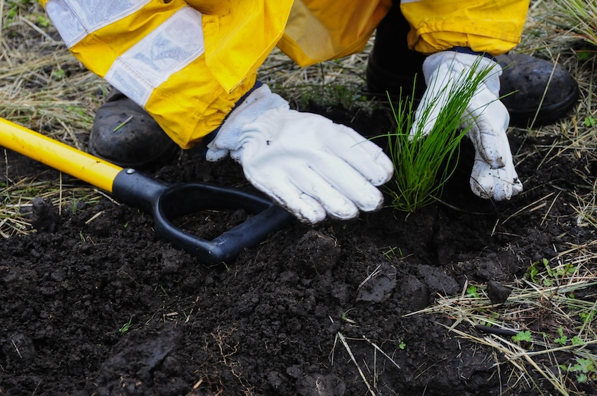 gloved hands of a tree planter