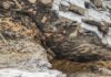 rock art