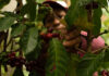 A woman picks coffee beans